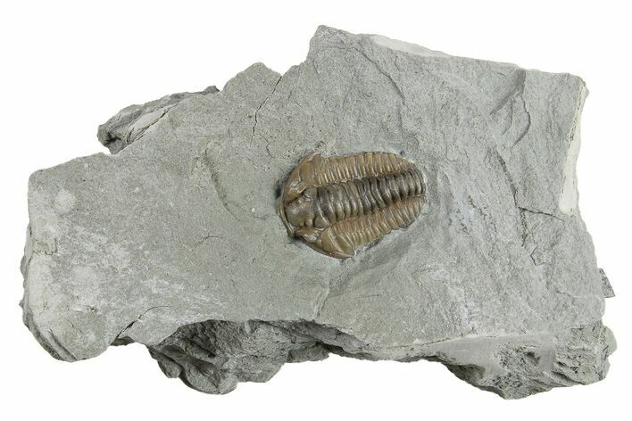 Prone Flexicalymene Trilobite - Indiana #294927